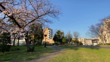 Japonya 'da kiraz çiçekleri, Tokyo