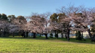 Japonya 'da kiraz çiçekleri, Tokyo