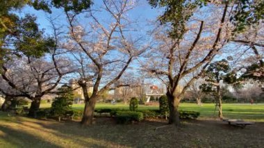 Japonya 'da kiraz çiçekleri, Tokyo