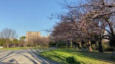 Japonya 'da kiraz çiçekleri, Tokyo