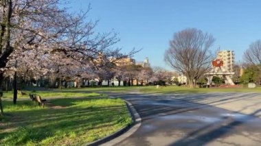 Japonya 'da kiraz çiçekleri, Tokyo