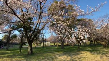 Japonya 'da kiraz çiçekleri, Tokyo