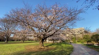 Japonya 'da kiraz çiçekleri, Tokyo