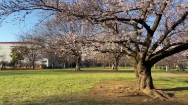 Japonya 'da kiraz çiçekleri, Tokyo