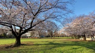 Japonya 'da kiraz çiçekleri, Tokyo