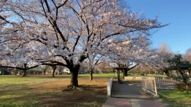 Japonya 'da kiraz çiçekleri, Tokyo