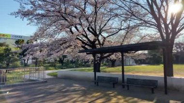 Japonya 'da kiraz çiçekleri, Tokyo