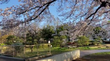 Japonya 'da kiraz çiçekleri, Tokyo