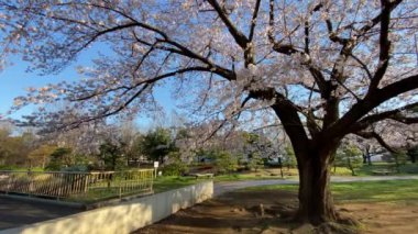 Japonya 'da kiraz çiçekleri, Tokyo