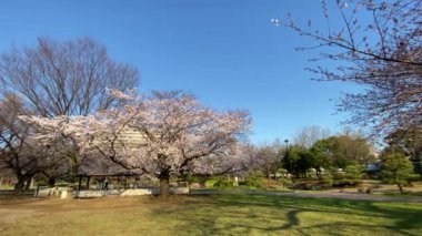 Japonya 'da kiraz çiçekleri, Tokyo