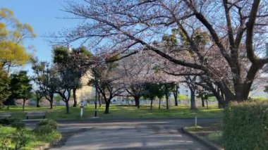 Japonya 'da kiraz çiçekleri, Tokyo