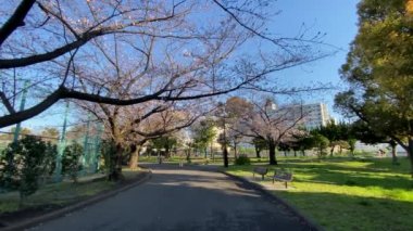 Japonya 'da kiraz çiçekleri, Tokyo