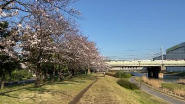 Japonya 'da kiraz çiçekleri, Tokyo