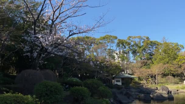 Fleurs Cerisier Tokyo Tokyo — Video