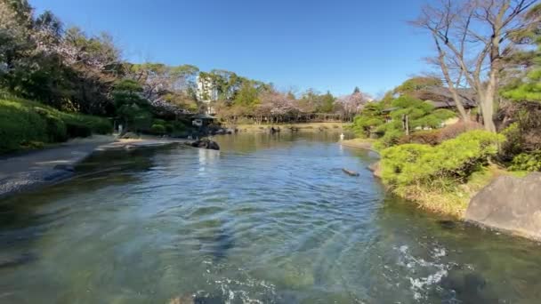 Körsbärsblommor Japan Tokyo — Stockvideo