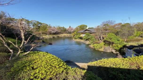 Japonya Kiraz Çiçekleri Tokyo — Stok video