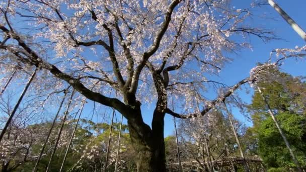 Flores Cereja Japão Tóquio — Vídeo de Stock