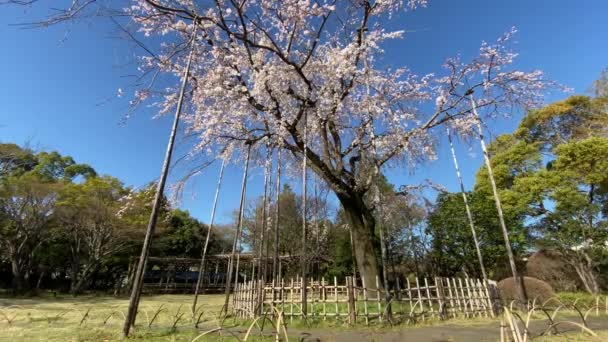 Kwiat Wiśni Japonii Tokio — Wideo stockowe