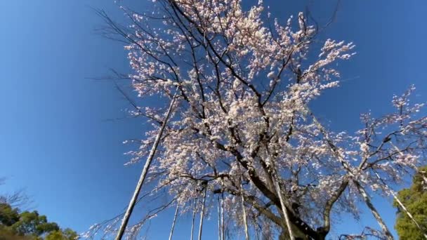 Fleurs Cerisier Tokyo Tokyo — Video