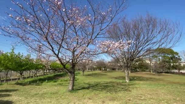 Fleurs Cerisier Tokyo Tokyo — Video