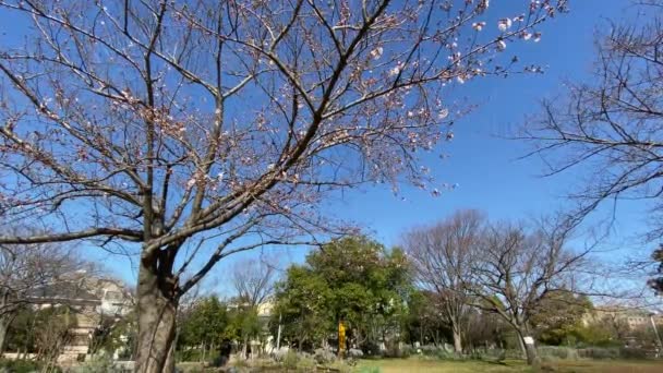 Цвіт Вишні Японії Токіо — стокове відео