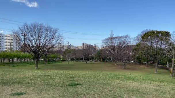 Fiori Ciliegio Giappone Tokyo — Video Stock