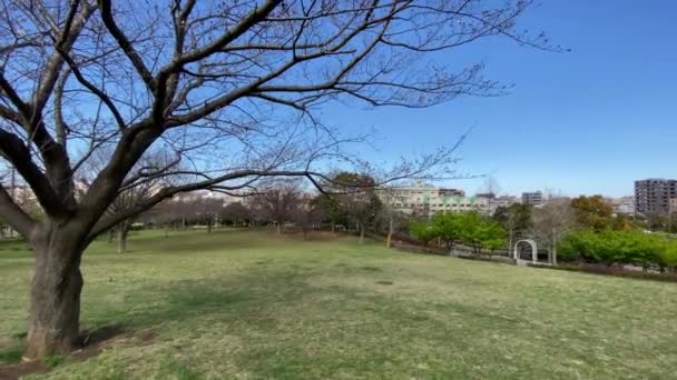 Třešňové Květy Japonsku Tokio — Stock video