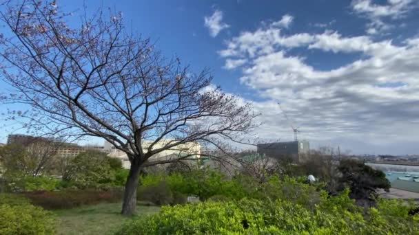 Flores Cereja Japão Tóquio — Vídeo de Stock