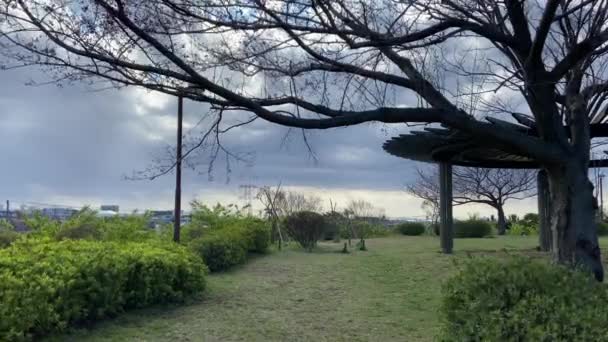 Flores Cereja Japão Tóquio — Vídeo de Stock