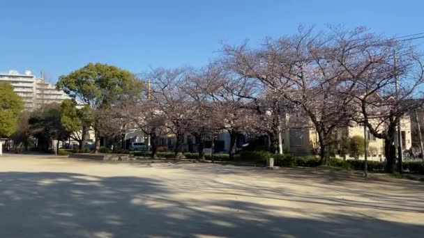 Cherry Blossoms Japan Tokyo — Stock Video