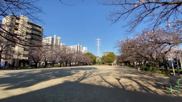 Körsbärsblommor Japan Tokyo — Stockvideo