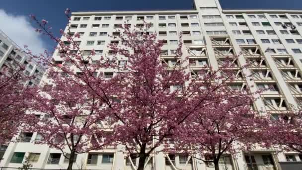 Цветение Сакуры Японии Токио — стоковое видео