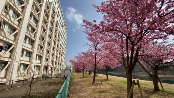 Flores Cerezo Japón Tokio — Vídeo de stock