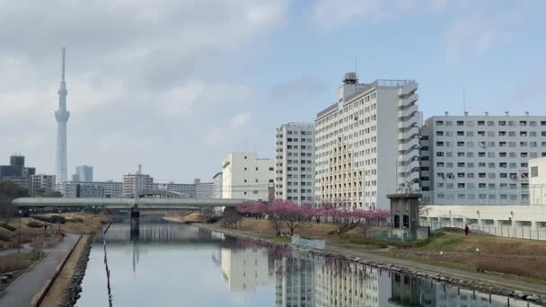 Japonya Kiraz Çiçekleri Tokyo — Stok video