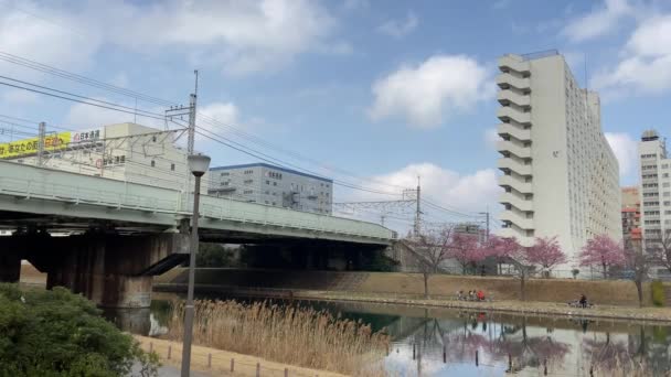Flori Cireșe Japonia Tokyo — Videoclip de stoc
