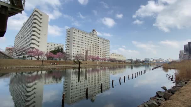 Cherry Blossoms Japan Tokyo — Stock Video