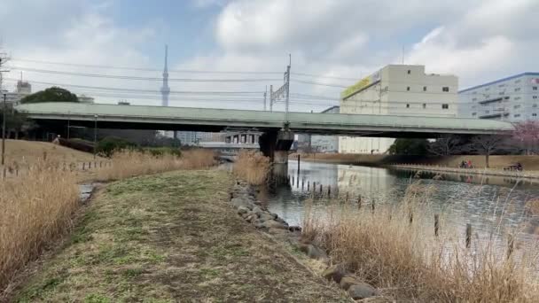 Japonya Kiraz Çiçekleri Tokyo — Stok video