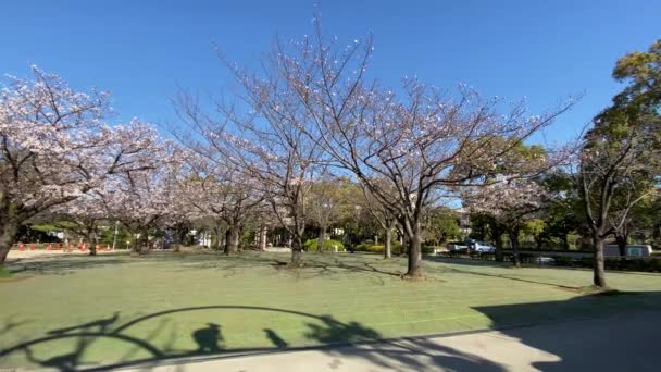 Flores Cereja Japão Tóquio — Vídeo de Stock