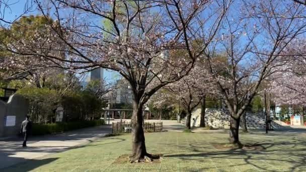 Körsbärsblommor Japan Tokyo — Stockvideo