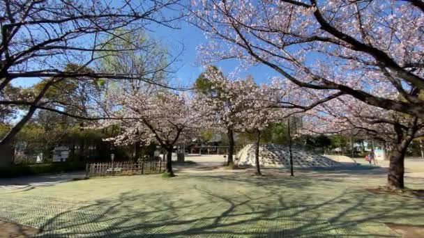 Japonya Kiraz Çiçekleri Tokyo — Stok video