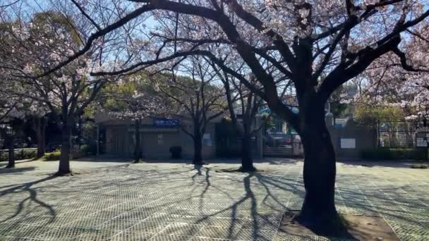 Flores Cereja Japão Tóquio — Vídeo de Stock