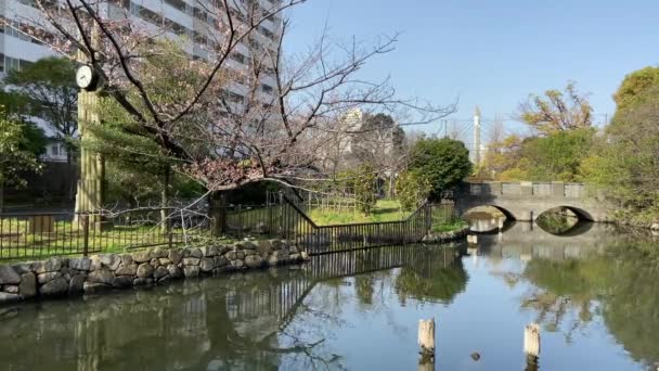 Ανθισμένες Κερασιές Στην Ιαπωνία Τόκιο — Αρχείο Βίντεο