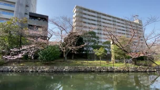 Kersenbloesems Japan Tokio — Stockvideo