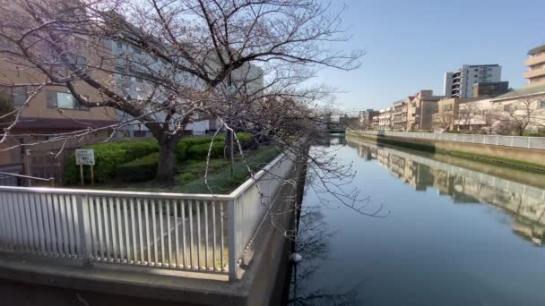 Kirschblüten Japan Tokio — Stockvideo