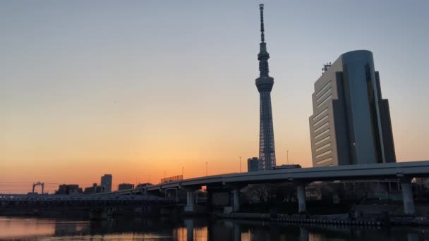 Třešňové Květy Japonsku Tokio — Stock video