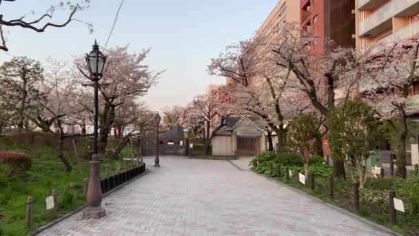 Körsbärsblommor Japan Tokyo — Stockvideo