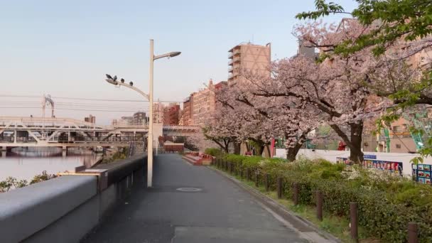 Flores Cerezo Japón Tokio — Vídeos de Stock