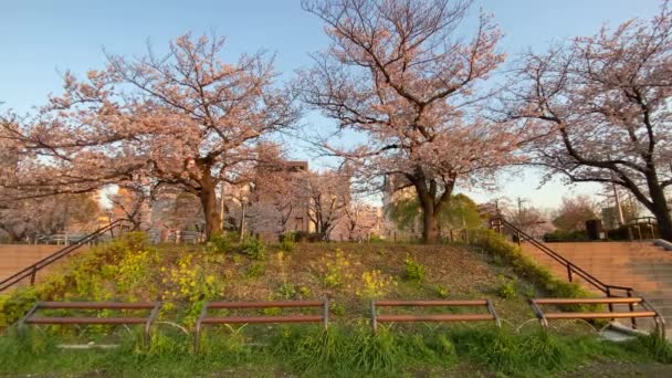 Flores Cerezo Japón Tokio — Vídeo de stock