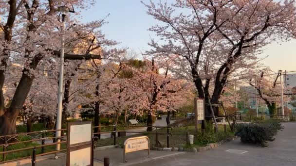 Flores Cereja Japão Tóquio — Vídeo de Stock