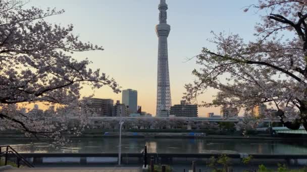 Japonya Kiraz Çiçekleri Tokyo — Stok video
